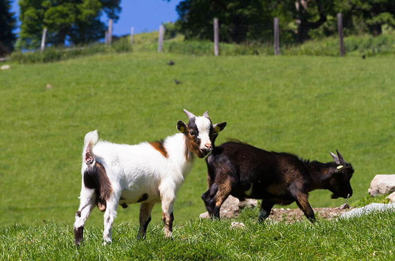 Parco zoologico di Dobbiaco